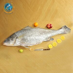 GHOL FISH (Black-Spotted Croaker)