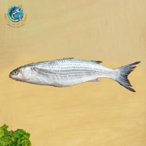 GREY MULLET