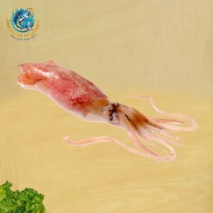 INDIAN SQUID