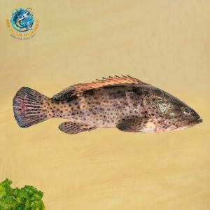 MALABAR GROUPER