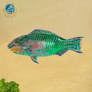 PARROT FISH - GREEN