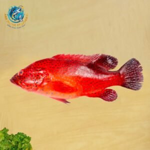RED GROUPER
