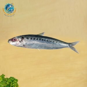 SPOTTED SARDINELLA