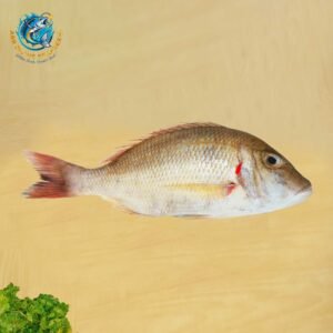 WHITE SNAPPER